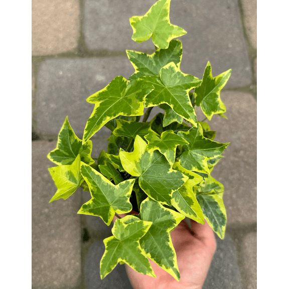 Gold Child Ivy Vine Trailing Ivy Plant Hedera Helix Climbing Variegated Leaves Plant 4"Pot