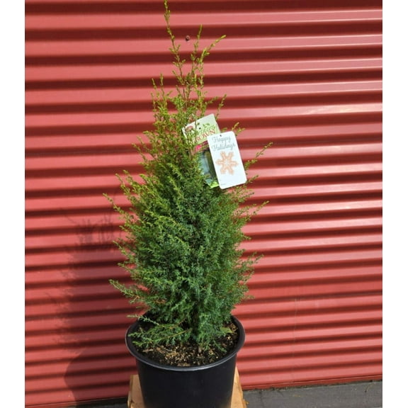 Gold Cone Juniper