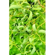Gold Curly Willow Trees - Fast Growing Attractive Good Luck Trees - East to Grow Landscape, Garden or Yard Trees. (4 Cuttings)