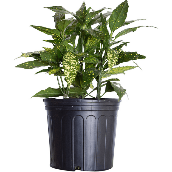 Expert Gardener Gold Dust Aucuba (2.5 Gallon) Evergreen Shrub with Green and Yellow Variegated Foliage - Part Sun Live Outdoor Plant