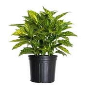 Expert Gardener Gold Dust Aucuba (2.5 Gallon) Evergreen Shrub with Green and Yellow Variegated Foliage - Part Sun Live Outdoor Plant