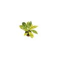 thumbnail image 1 of Gold Dust Croton - 2'' from California Tropicals, 1 of 2