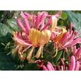 thumbnail image 1 of Gold Flame Honeysuckle Vine - Lonicera - Very Hardy - 2.5" Pot, 1 of 4
