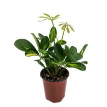 Gold & Green Hawaiian Schefflera Plant - 3.5" Pot - Great Indoors