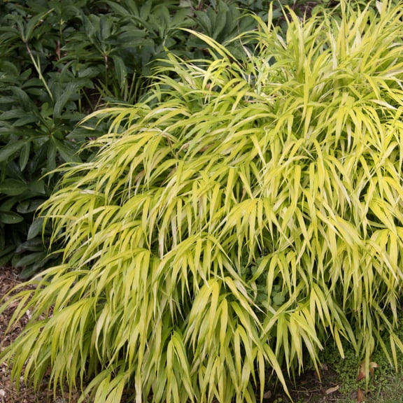 Gold Japanese Forest Grass Hakonechloa Dormant Bare Root Perennial Plant, One Plant per Offer