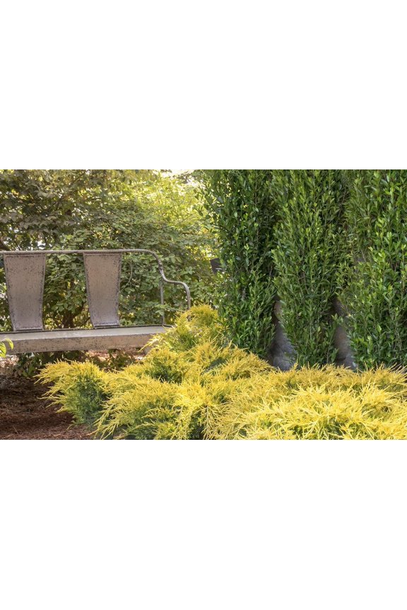 Gold Lace Juniper - 3 Live Plants - Juniperus Chinensis - Evergreen Groundcover