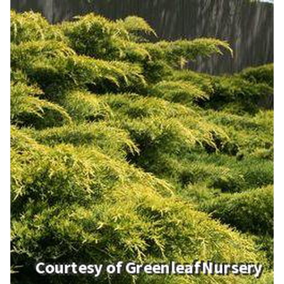 Gold Lace Juniper 3gal - Evergreen Shrub