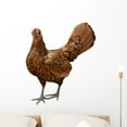 thumbnail image 1 of Gold Laced Sebright Chicken Wall Decal by Wallmonkeys Peel and Stick Graphic (24 in H x 24 in W) WM271645, 1 of 4