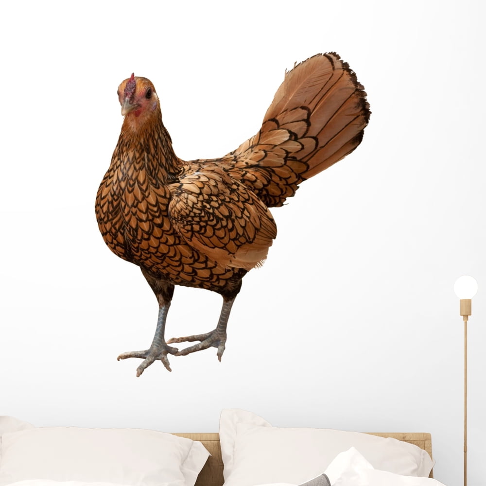 Gold Laced Sebright Chicken Wall Decal by Wallmonkeys Peel and Stick ...