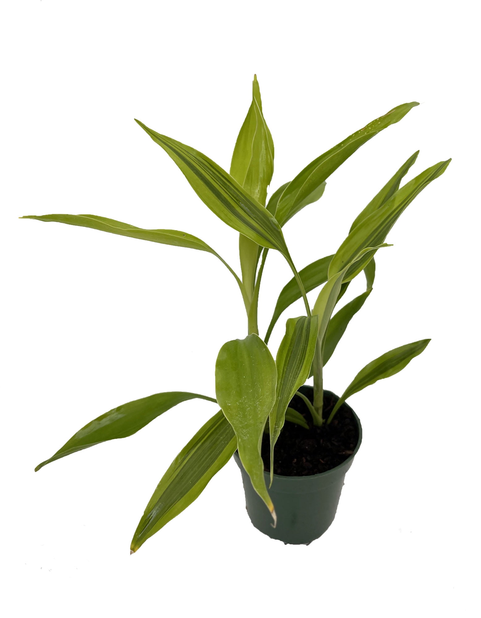 Gold Lucky Bamboo Plant - Dracaena sanderiana - 4" Pot - Walmart.com