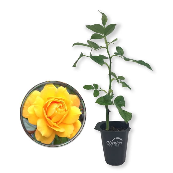 Gold Medal Rose Bush - Live Starter Plant in a 2 Inch Pot - Beautifully Fragrant Roses from Florida - A Beautiful Rose with Shapely Deep Golden Blooms