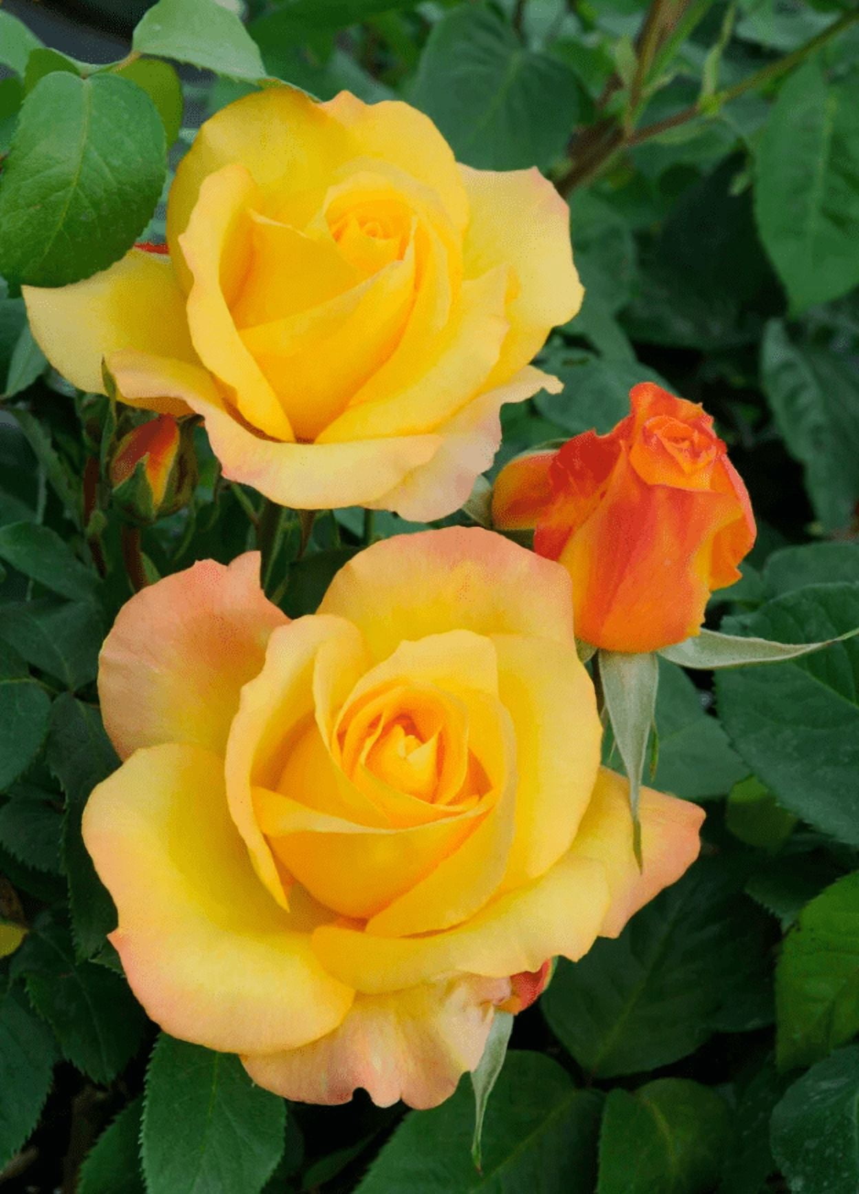 Gold Medal Rose Plant Live for Planting, Gold Rose Flowers Well Rooted Plant, 4-6 Inc Tall Indoor Outdoor