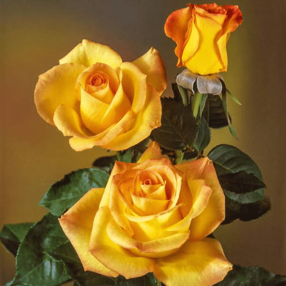 Gold Medal Rose Plant Live for Planting, Well-Rooted, Roses Bush Ready to Grow Outdoor, Fragrant Flowers Shrub, 4 to 8 Inch Tall, Ship No Pot