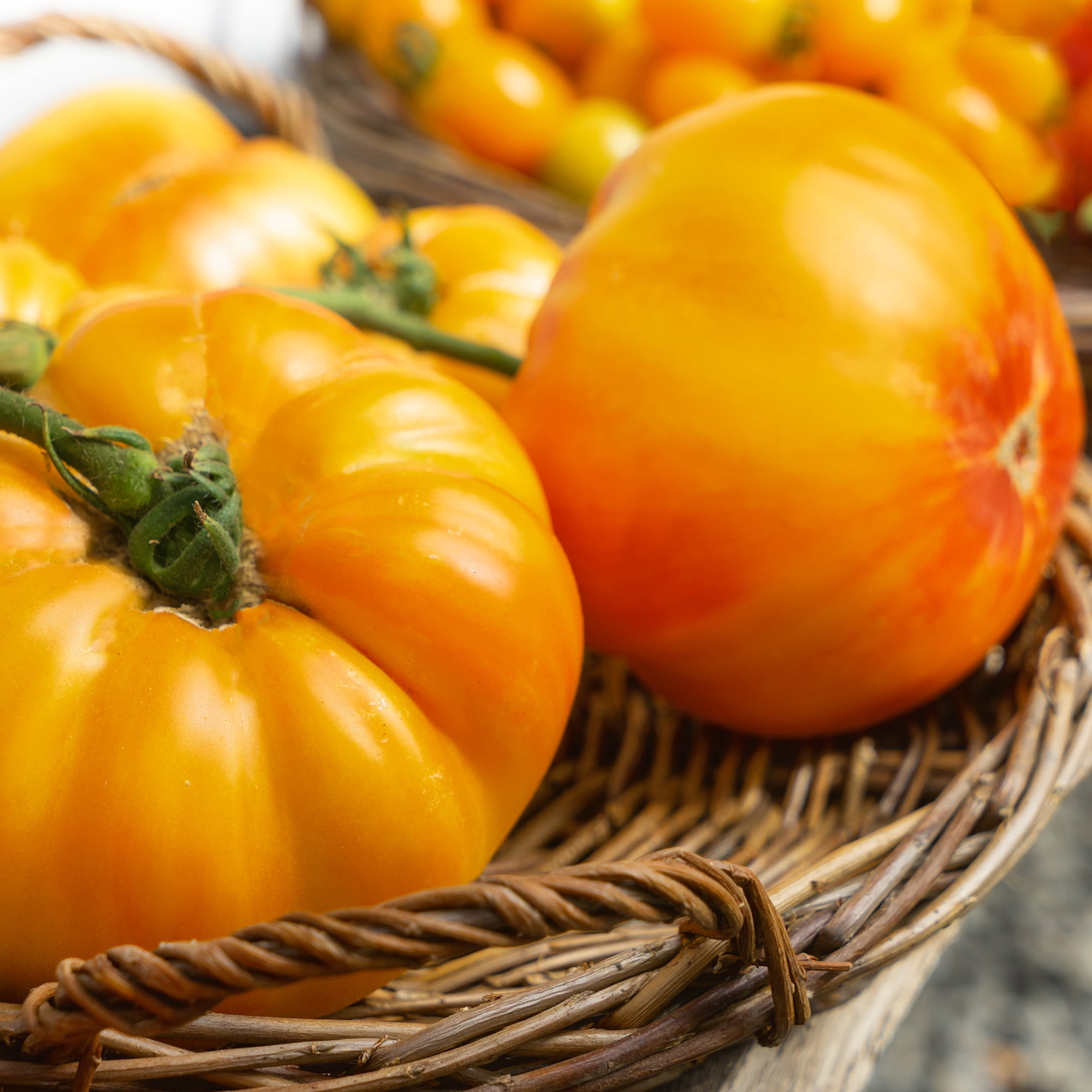 Gold Medal Tomato Seeds - 1 Lb ~108800 Seeds - Non-GMO, Heirloom - Vegetable Garden - Solanum lycopersicum