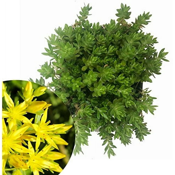 Gold Moss Stonecrop Sedum Live Plant (Sedum sarmentosum) 2.5 inch Pot