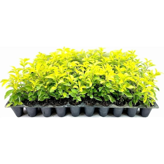 Gold Mound Duranta I 3 Live Plants I Duranta Erecta Repens I Vibrant Yellow-Green Foliage for Stunning Landscape Contrast, Perfect for Borders, Accents, & Container Gardening