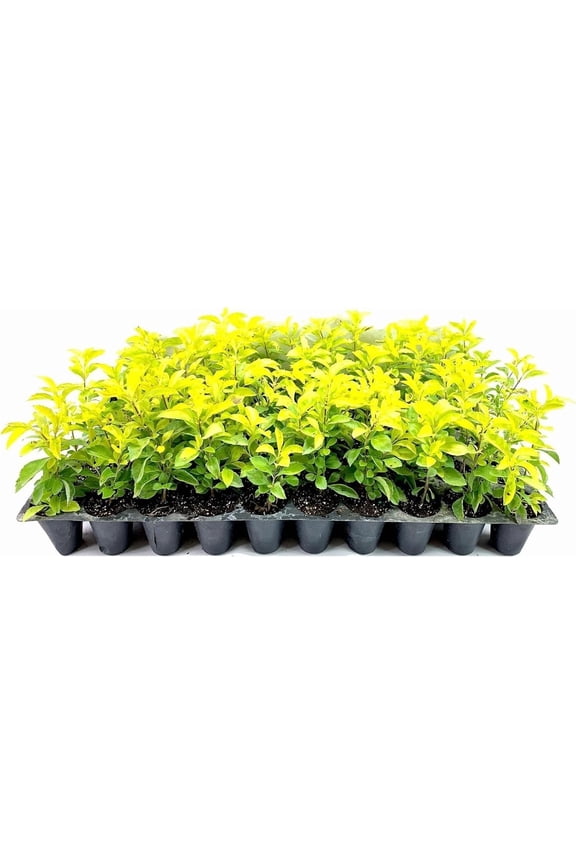 Gold Mound Duranta I 3 Live Plants I Duranta Erecta Repens I Vibrant Yellow-Green Foliage for Stunning Landscape Contrast, Perfect for Borders, Accents, & Container Gardening