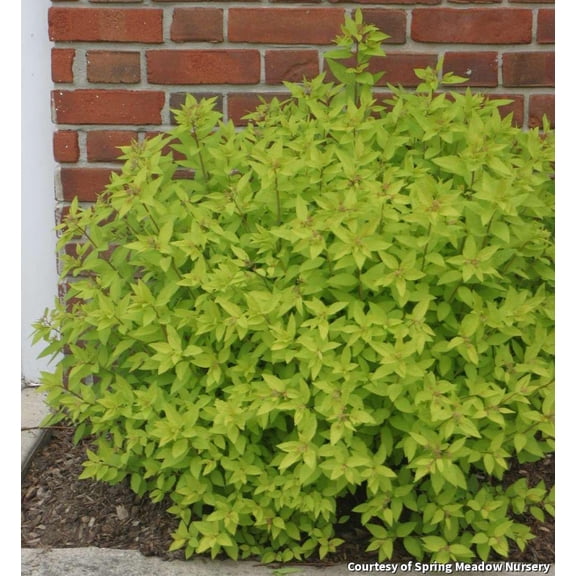 Gold Mound Spirea - 2 Gallon Shrub