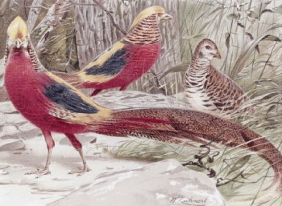Gold Pheasant Wilhelm Kuhnert (1865-1926 German) Canvas Art - Wilhelm Kuhnert (18 x 24)