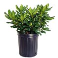 thumbnail image 1 of Gold Prinz Rhododendron, 1 of 3