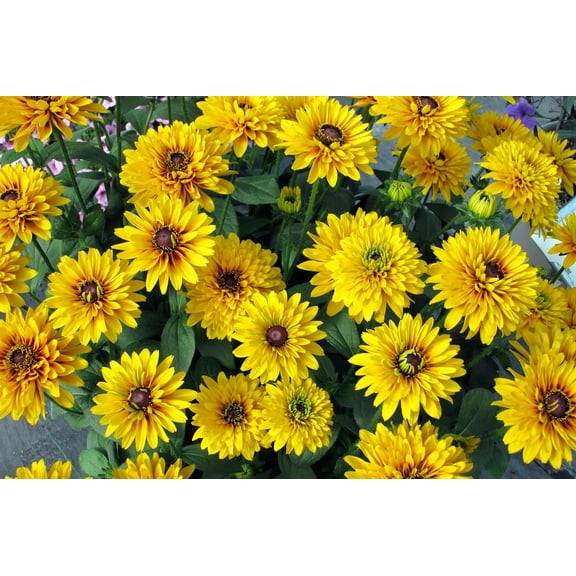 American Gold Rush Black-Eyed Susan - Rudbeckia - Live Plant - Gallon Pot