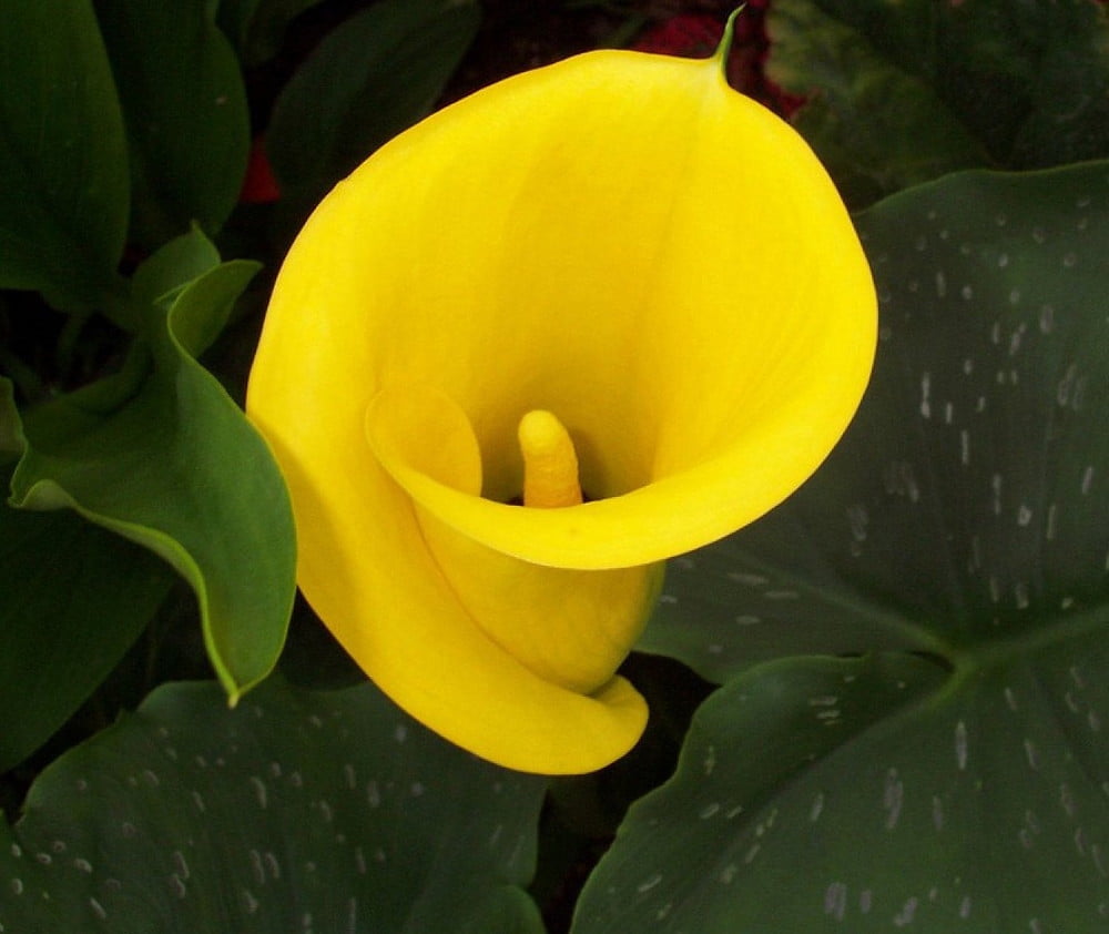 Gold Rush Calla Lily Bulb plus Hirt's Bulb Food Grow Indoors/Out