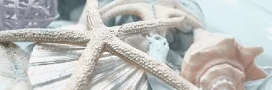 Gold Seashells I Canvas Art - Susan Bryant  (12X36)