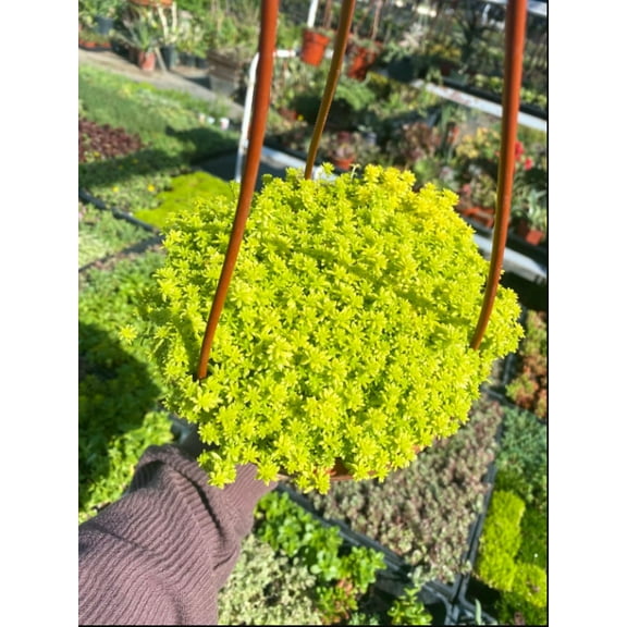 Gold Sedum Plant Live, Stonecrop Succulent Live Plant 4 Inch Container, Moss Sedum Ground Cover