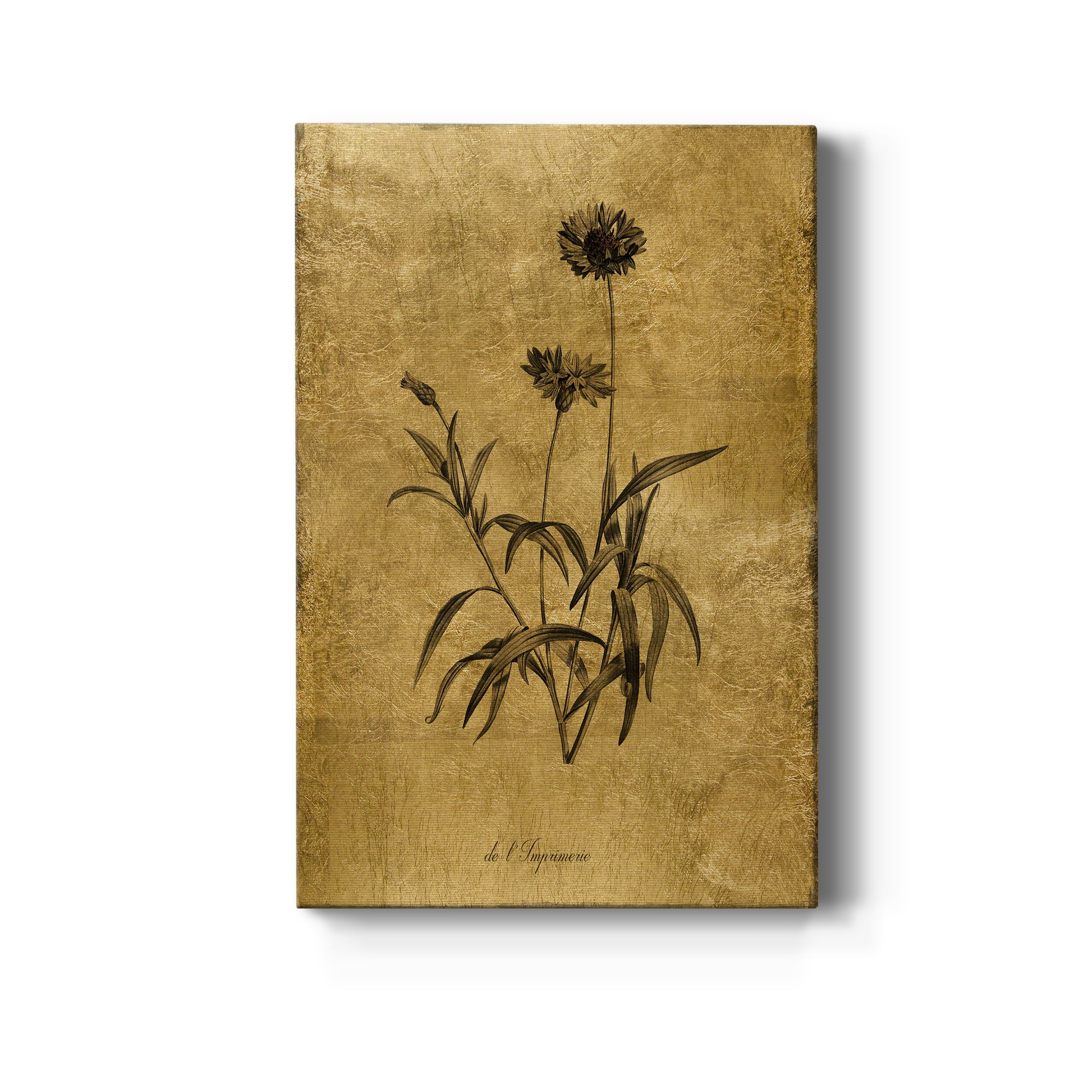 Gold Sketch Botanical I Premium Gallery Wrapped Canvas - Ready to Hang - 8 x 12