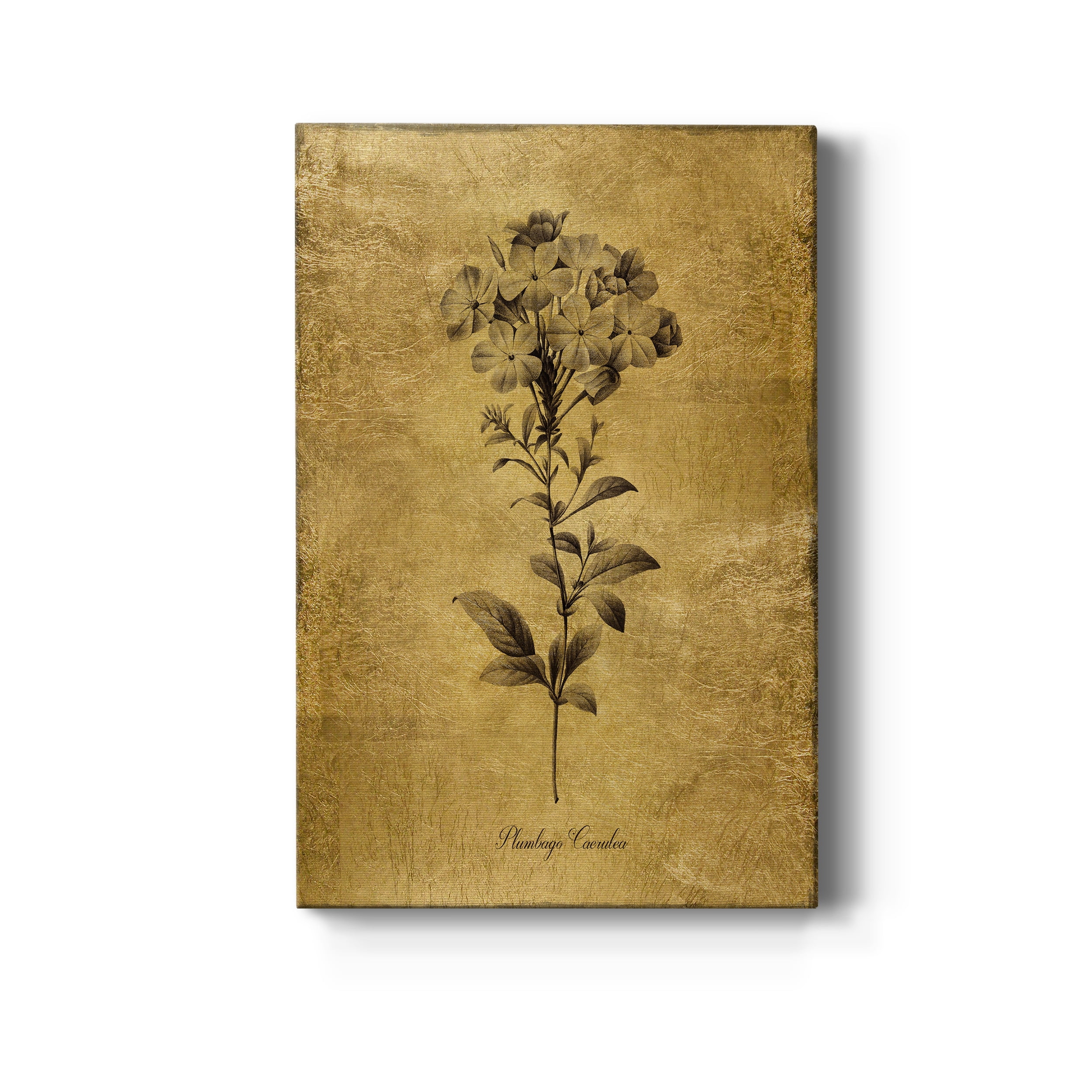 Gold Sketch Botanical II Premium Gallery Wrapped Canvas - Ready to Hang - 12 x 18