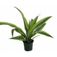 thumbnail image 1 of Gold Star Madagascar Dragon Tree - Dracaena - 4" Pot, 1 of 3