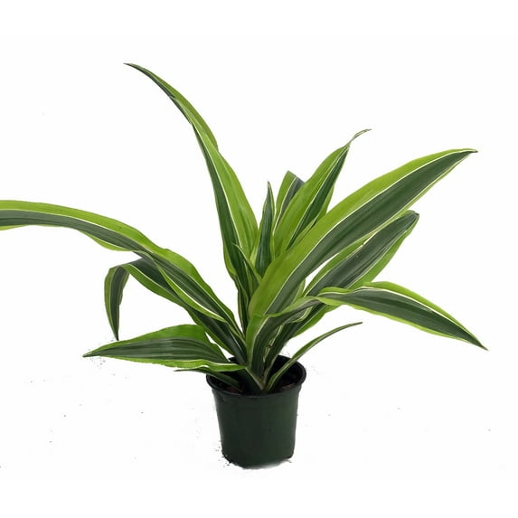 Gold Star Madagascar Dragon Tree - Dracaena - 4" Pot