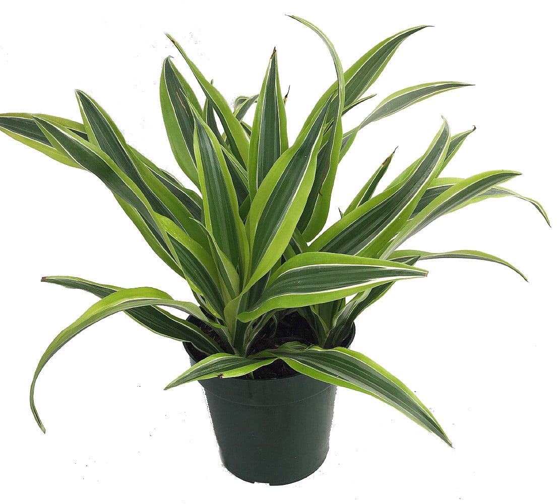 Gold Star Madagascar Dragon Tree - Dracaena - 6" Pot - Walmart.com
