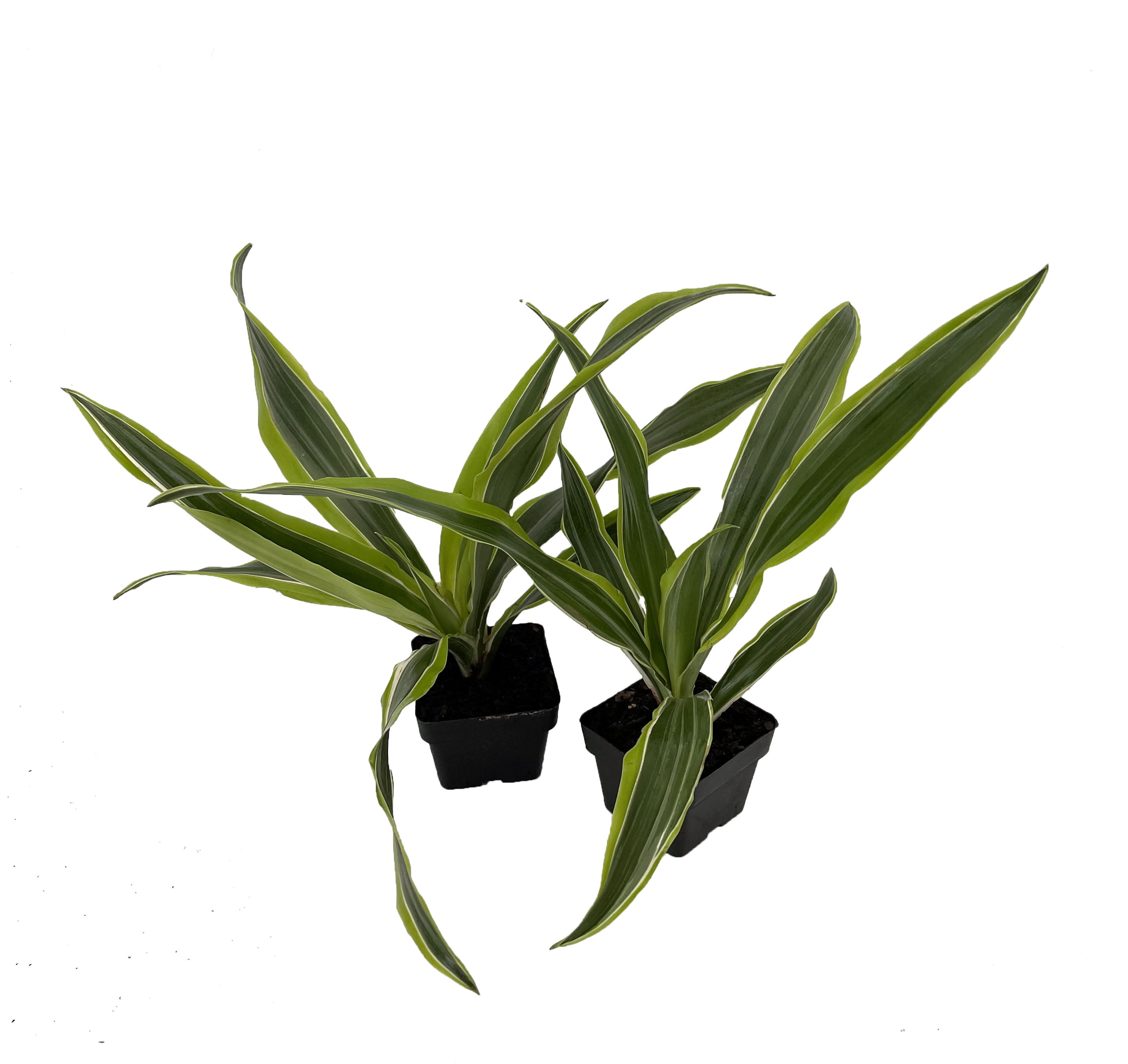 Gold Star Madagascar Dragon Tree - Dracaena - Easy House Plant - 2 pack 3" Pots