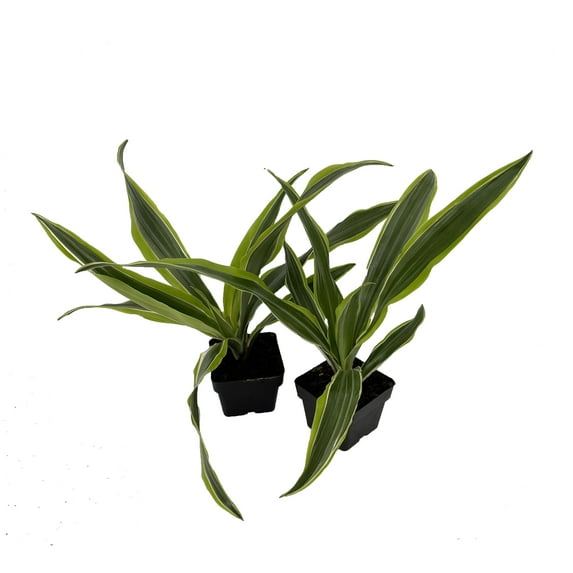 Gold Star Madagascar Dragon Tree - Dracaena - Easy House Plant - 2 pack 3" Pots