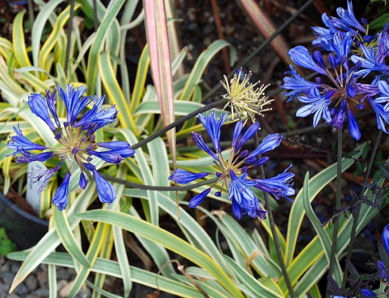 Gold Strike Agapanthus Plant - Long Summer Blooms - 3" Pot