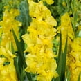 thumbnail image 1 of Gold Strong Gladiolus Bulbs for Planting (30 Bulbs), 1 of 2