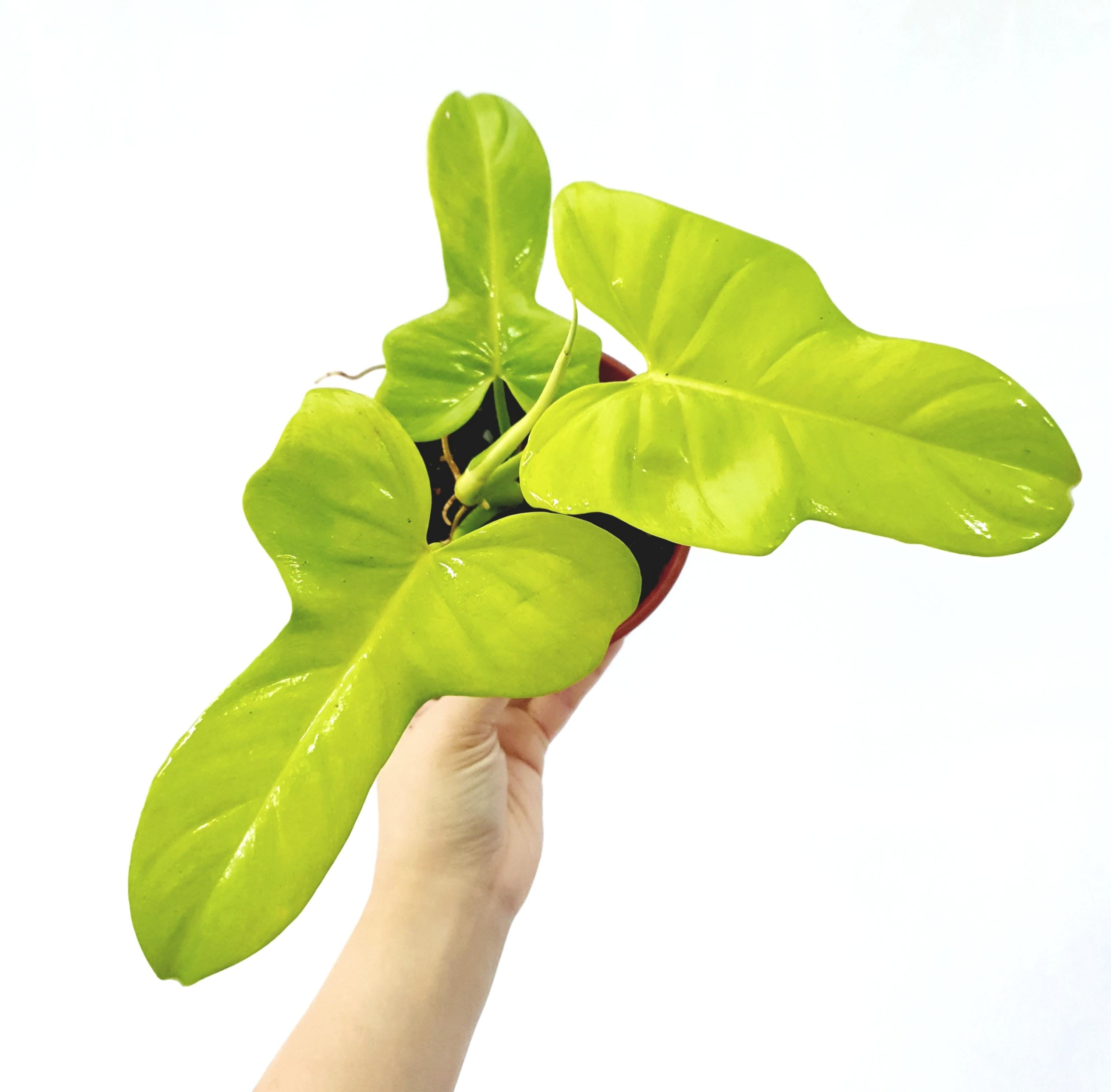 Gold Violin Philodendron - Bippenifolium aurea - Uganda | Ubuy