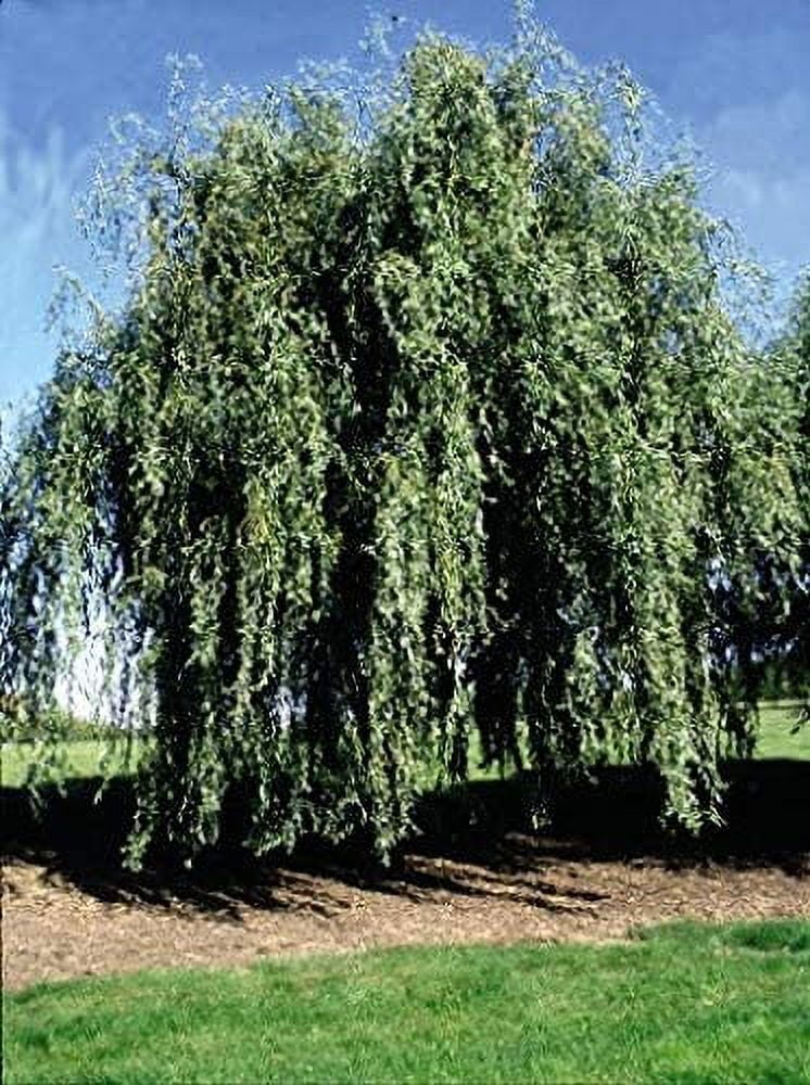 Gold Weeping Curly Willow Tree Cutting Rarest of All Willows Grow This Exotic Weeping Curly