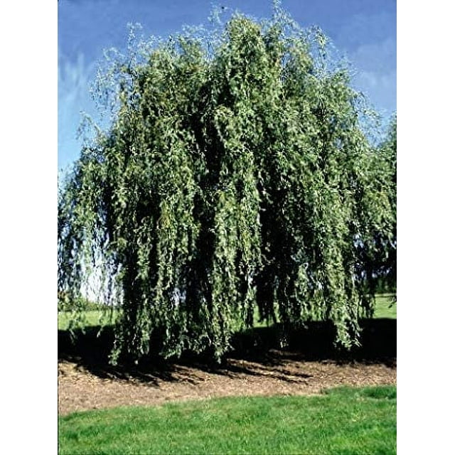 Gold Weeping Curly Willow Tree Cutting Rarest of All Willows Grow