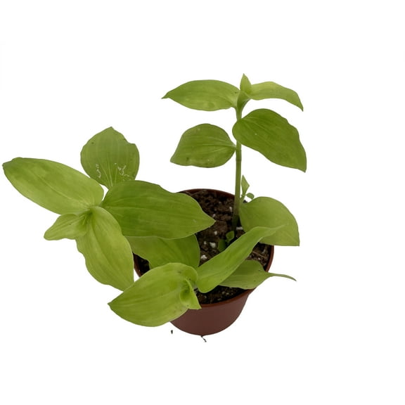 Gold Wing Tradescantia - 2.5" Pot