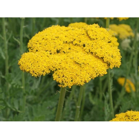 Gold Yarrow Seeds/ Perennial/ Full Sun/ 21K Seeds 1/8 oz/ Zellajake Farm and Garden - B103