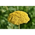 thumbnail image 1 of Gold Yarrow Seeds/ Perennial/ Full Sun/  43K+ Seeds 1/4 oz/ Zellajake Farm and Garden - B103, 1 of 5