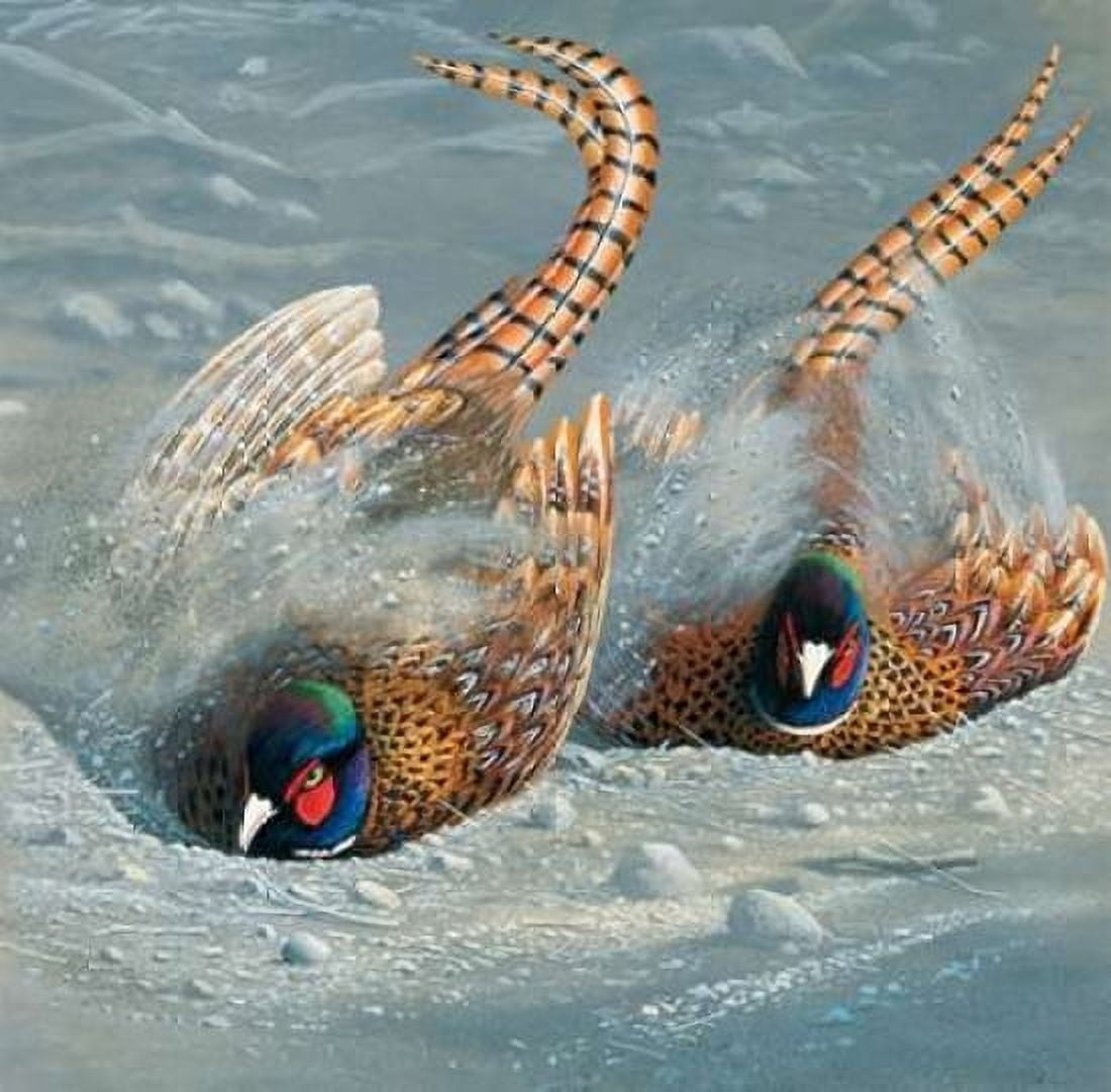 Gold pheasant Canvas Art - Jan Weenink (24 x 24)