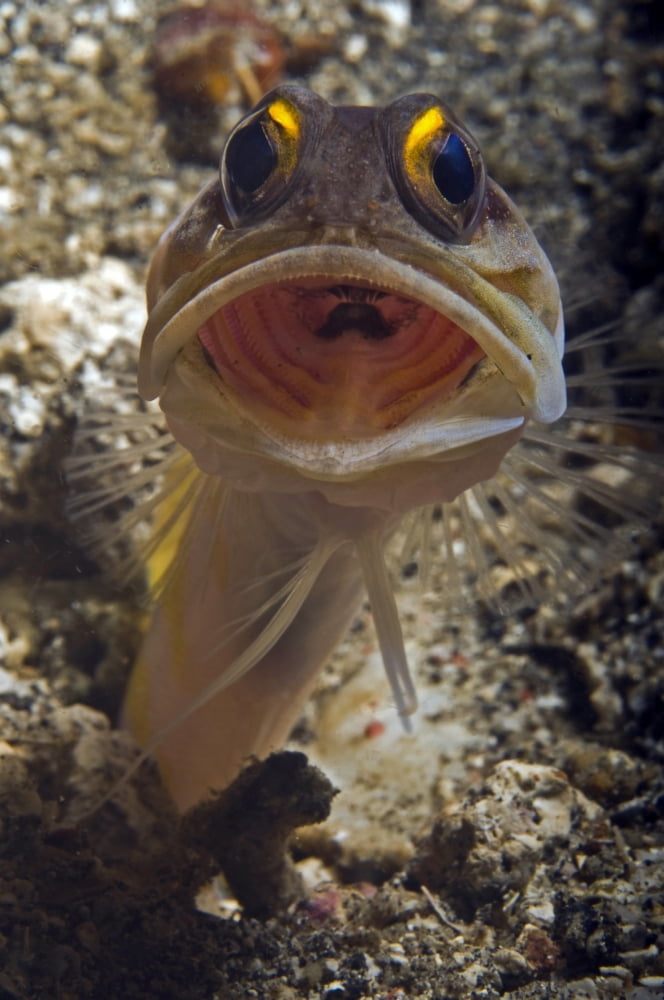 Gold-speck jawfish mouth wide open North Sulawesi Indonesia Canvas Art - Mathieu MeurStocktrek Images (12 x 18)