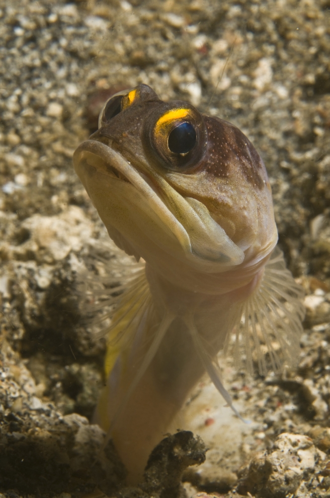 Gold-speck jawfish pouting North Sulawesi Indonesia Canvas Art - Mathieu MeurStocktrek Images (12 x 18)