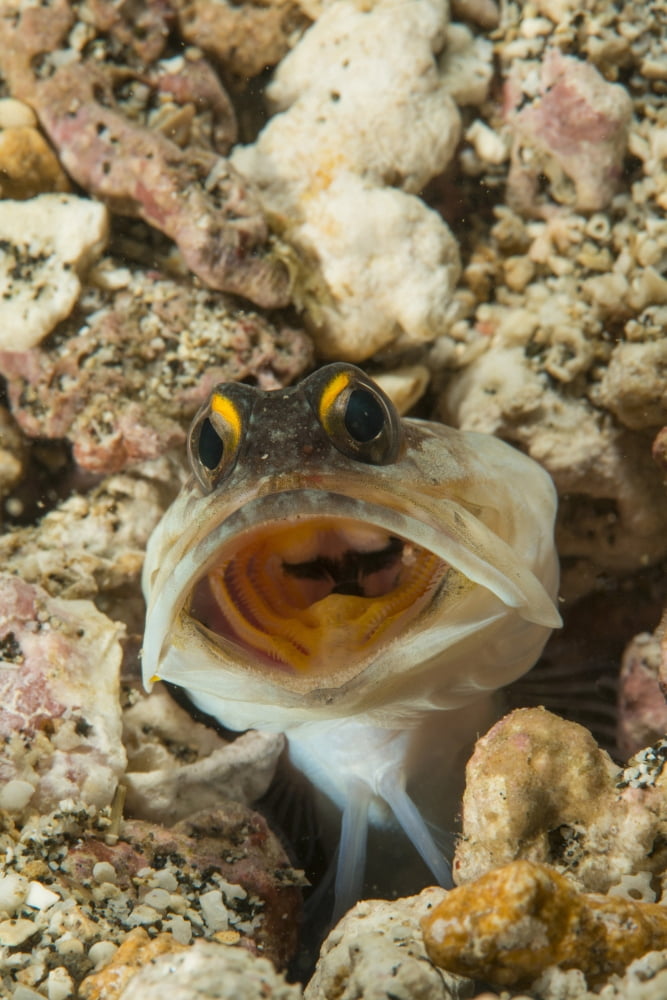 Gold-specs Jawfish in its hole with mouth open Philippines Canvas Art - Mathieu MeurStocktrek Images (23 x 34)