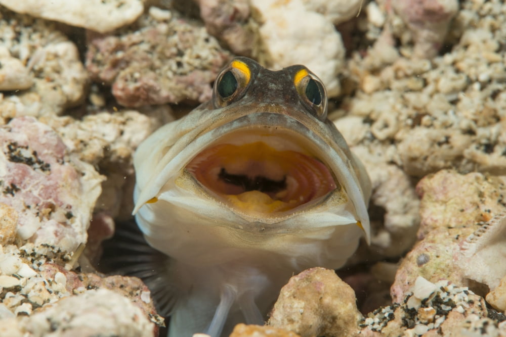 Gold-specs Jawfish in its hole with mouth open Philippines Canvas Art - Mathieu MeurStocktrek Images (34 x 23)