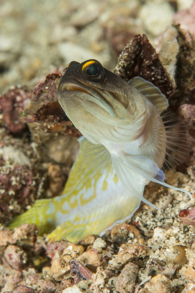 Gold-specs jawfish Anilao Philippines Canvas Art - Mathieu MeurStocktrek Images (12 x 17)