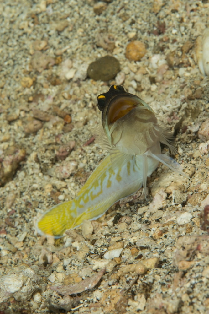 Gold-specs jawfish with mouth open in a menacing stance Canvas Art - Mathieu MeurStocktrek Images (12 x 17)